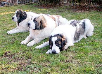 Link to Breeder / Zchter / Eleveur